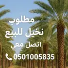 عندك نخيل للبيع تصل بي
