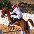 حصان