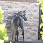حصان شيخ بيور مصري