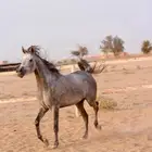 فرس واهو