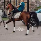 استعراض خيل