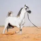 حصان وأهو