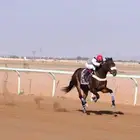 حصان سباق مواليد 2019