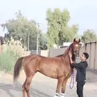 حصان واهو سرعه
