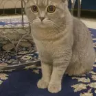 قطط سكوتش فولد