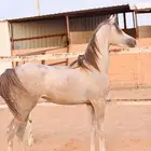 مهر واهو