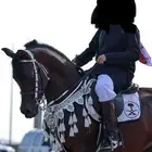 عرررض مزاد اصايل الخيول مجانا  لفتره محدوده