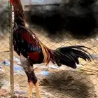 ديك شامو ياباني