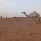 للبيع خلفه وضحا