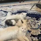 قطط للتبني