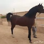 نبيع ونشتري خيول للبيع جمله وتفريد