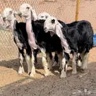 رخال نجد خصم منوة القناي