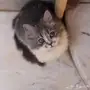 قط شيرازي للبيع 