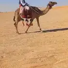 للبيع رحول ابل طوع