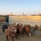 خرفان سواكني طيبات ومربيات