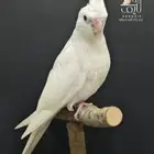 فرخ كروان البينو