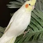 طير كوكاتيل
