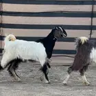 عنقان طيبه مقنا ولا ذبح