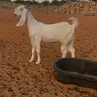 جفره مطوره تم البيع