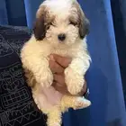 ذكر مالتيبو