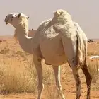 ناقه وضحى