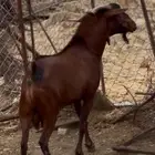 تيس فحل أدهم