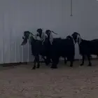 معزا عوارض