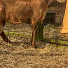 مشروع فحل طلي سواكني دروماني انتاج