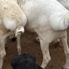 برابر جذعان مرابي 3 شهور وزود