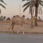 ضريبه شقحاء