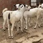 جفار بيشيات مقاني