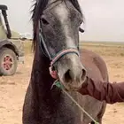 افراس 2 ل البيع واحده لقحه عمره 3 واحده جاهزه ل التشبها