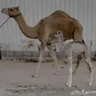 خلفه هجن كفو وولدها كفو