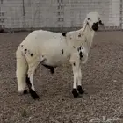 سواكن مربى ذبيحه