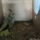 Two young crows