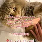 قط لتبني