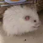 هامستر سوري