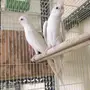 تصفيه اجواز كروانات منتجه والبيع جمله