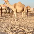 لقحه كفو