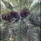 نشري ثمره نخيل خضري لغاط الزلفي المجمعه سدير