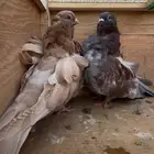 للبيع جوز حمام كشكش