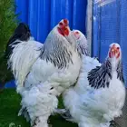 براهما كولمبي مستوى فاخر