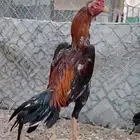 ديك برازيلي توووب