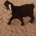 تيس مايقرع البيع ذبح