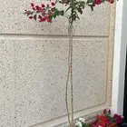 للبيع نبتة الجهنمية على ساق