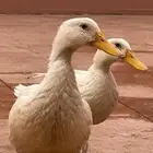 بطه بط للبيع