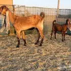 عنز حجازية متبع بجفره فاخره