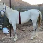 حصان شعبي اللون اصفر العمر 7سنوات بدون إصابات