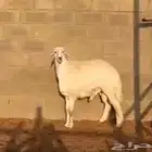 مشروع فحل حري مشروط