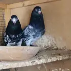 تم البيع تيدي جالدار أساس منتج
